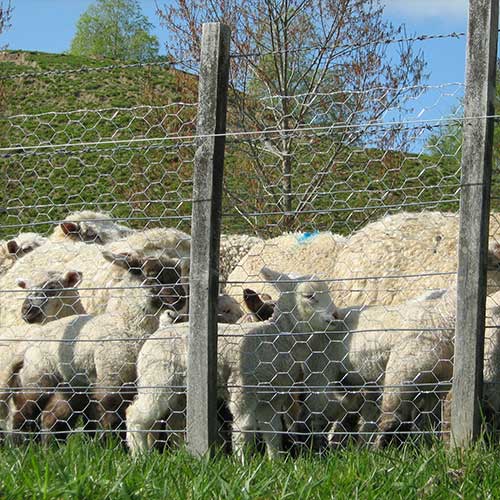 Hex Wire Centre Strand docking netting used to contain sheep