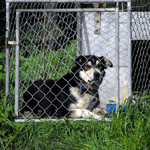 Chain link fence netting zinc aluminium used for a dog kennel