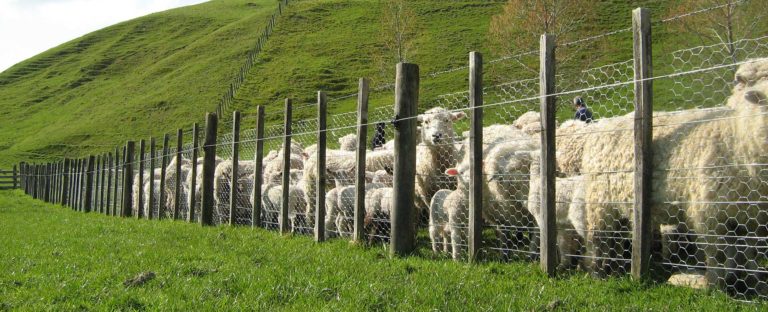 Hex Wire Centre Strand docking netting used to contain sheep